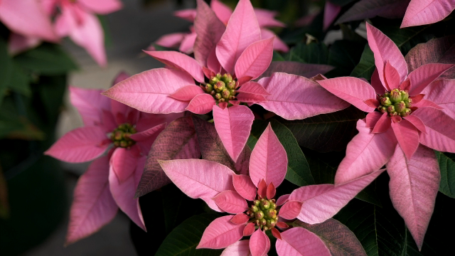 Poinsettias bring the colors of Christmas